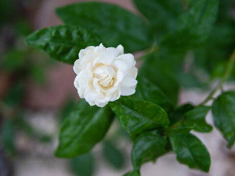 White jasmine flower on plant with green leaves, love symbol of mother's day.