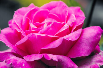 Closeup of a pink rose flower
