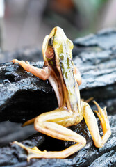 Yellow-green-brown frog sits on an old tree stump on a blurred background.