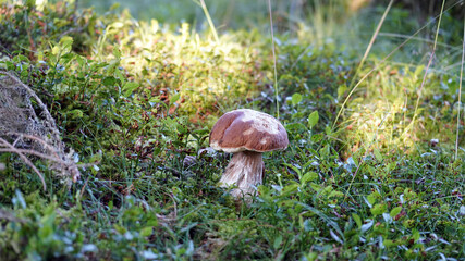 a beautiful boletus edulis in the morning sun on the forest floor