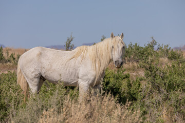 Majestic Wild Horse Stallion in Utah