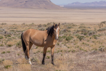 Majestic Wild Horse Stallion in Utah