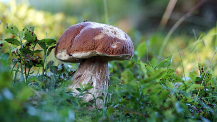 a beautiful boletus edulis in the morning sun on the forest floor