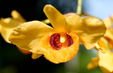 
Beautiful yellow orchid flower isolated on blurred background