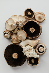 exotic mushrooms isolated on white background