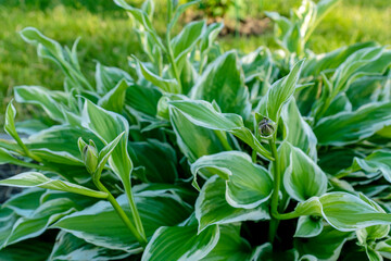 Fototapeta premium close up of young spring leaves of hosta plant with flower buds. Green fooliage background