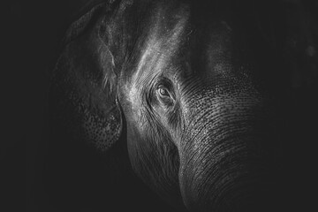Black and white elephant with eye and details