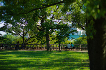 夏の公園