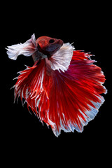 Beautiful moving moment of red white Half Moon (elephant ear). Betta Splendens or Siamese Fighting Fish isolated on black background. Very popular fish in Thailand. Closed up macro shot..