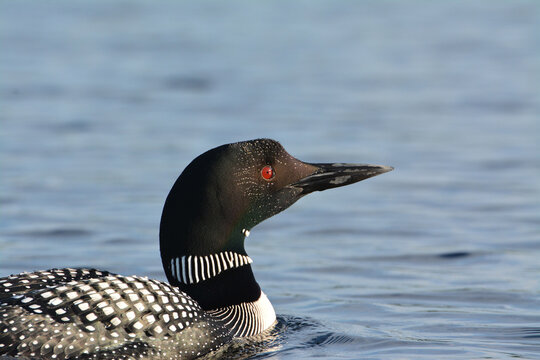 Loon on Lake with Lake Background