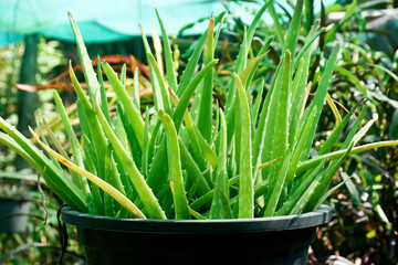 Fresh green aloe vera grown in a plastic pot on a blurred background, is a skin treatment herb. 