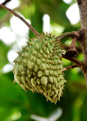 Raw durian on the tree in the garden