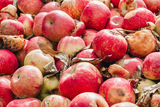 Apples in a compost pile