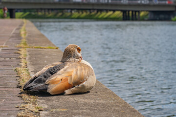 Close Up from beautiful hungry duck searching for food at bremen teerhof in summer