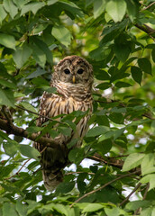 I should say I am some what lucky to find some nature close to my home in Reston, VA. I go for walks with Canon 7D Mark II and 400mm lens. Sometimes I find something interesting like this Barred Owl.