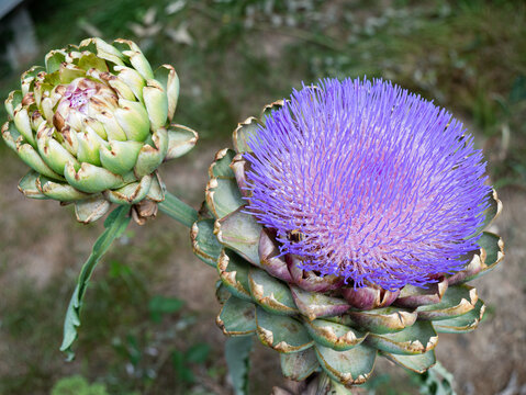2 Artichauts dont un en fleur