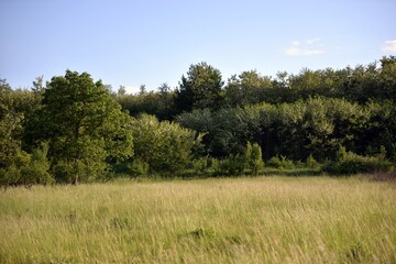 Fototapeta premium meadow in the forest. spring garden at sunset