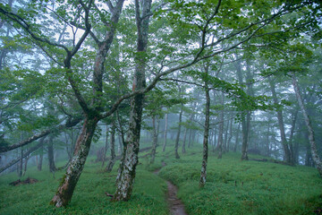 小雨の降る夏の林の小道