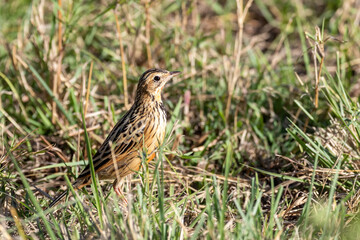 Rufous-naped lark, Mirafra africana, hidden in the long green grass of the Masai Mara, Kenya.