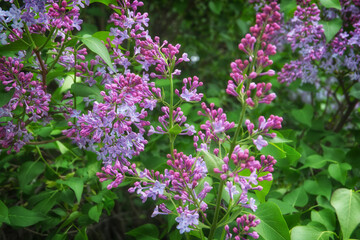 purple flowers in the garden