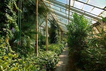 view on plants in alley in the palm greenhouse - obrazy, fototapety, plakaty
