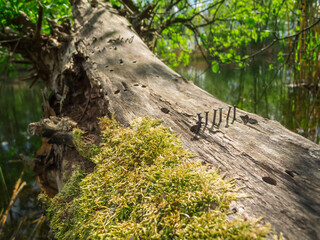 Seven steel pins in the mossy tree trunk wide