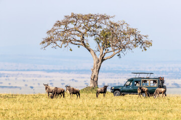 Unidentifiable tourists in a safari vehicle watch white-bearded wildebeest in the Masai Mara, Kenya, during the annual Great Migration. - obrazy, fototapety, plakaty
