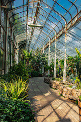 view on plants in alley in the palm greenhouse