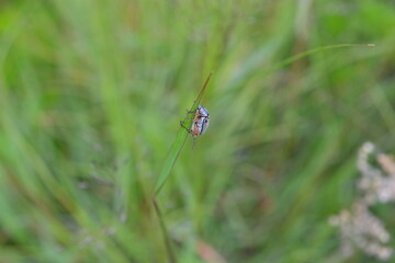 escarabajo 