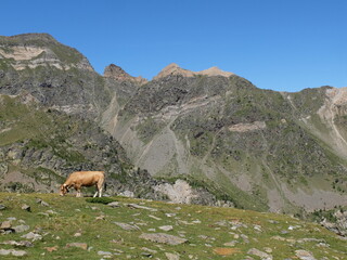 Fototapeta na wymiar Vache en montagne qui broute l'herbe de la pelouse d'altitude