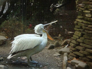 pelican on the beach