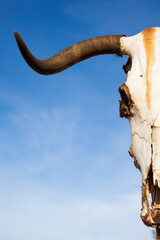 Cow skull on a post