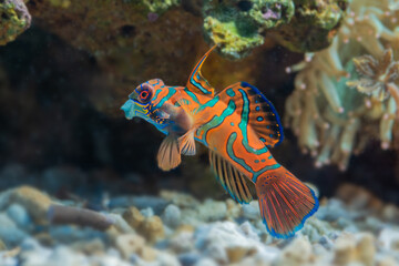 Marine fishes with beautiful corals