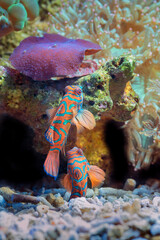 Marine fishes with beautiful corals