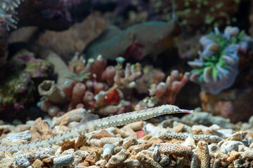 Marine fishes with beautiful corals