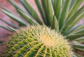 Naklejka na ściany i meble cactus flower textured surface with sharp thorns closeup at summer season