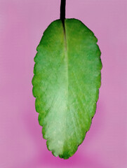
beautiful green plant with green leaf with rain drop water