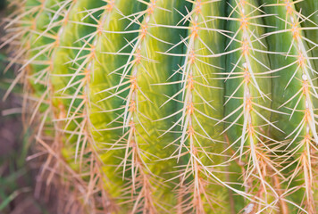 cactus flower textured surface with sharp thorns closeup at summer season