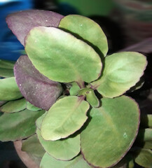 
beautiful green plant with green leaf with rain drop water