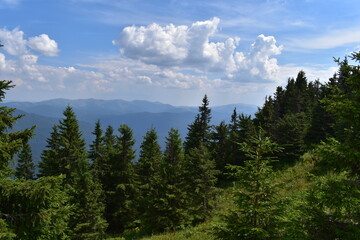 clouds over the forest