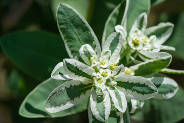 Euphorbia marginata with green and white leaves. Euphorbia commonly known as snow-on-the-mountain, smoke-on-the-prairie, variegated spurge, or white margined spurge.