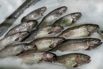 fresh fish on ice in the store, depicting a school of fish