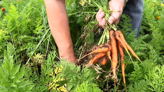 Karottenernte im Hausgarten, Selbstversorgung