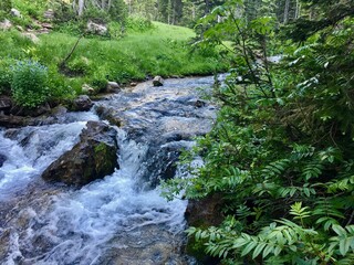 Obraz premium Mountain river rushing through the forest