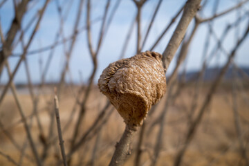 Brown cocoons on branches in winter