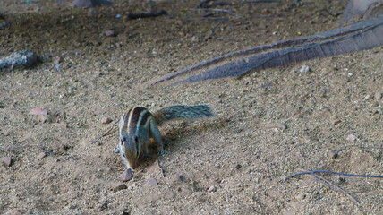curious squirrel eating and fun in park