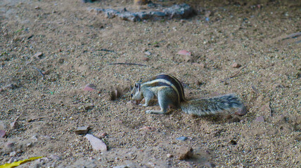 curious squirrel eating and fun in park