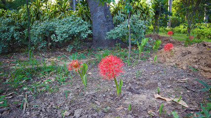 red flower in garden