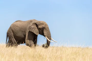 Foto op Canvas Adult elephant walks through the long red-oat grass of the Masai Mara. Blue sky background and space for text. © Rixie