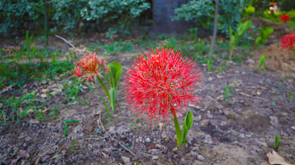 red flower in garden